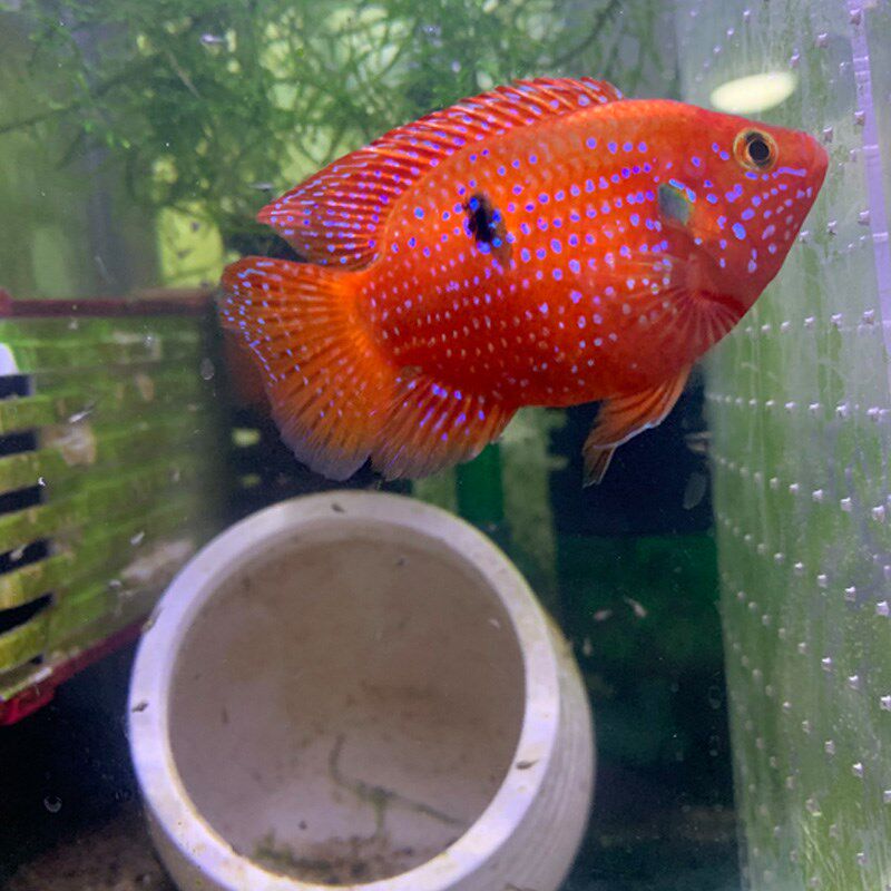 工厂销可繁殖公母红宝石鱼小型热带观赏鱼血钻慈鲷u鱼蓝宝石鱼活