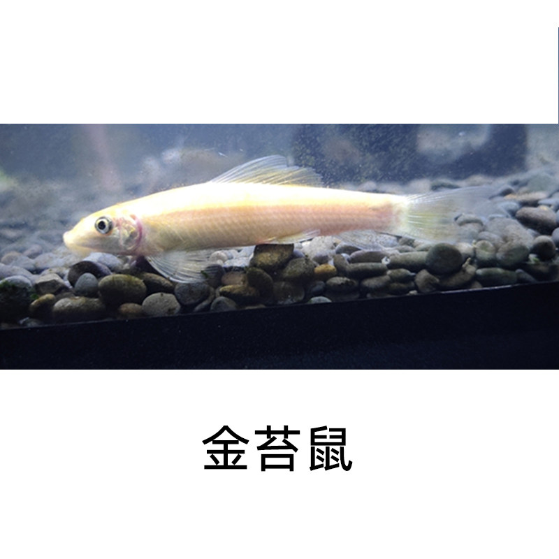 速发美丽小条鳅清道夫冷水鱼观赏清洁工鱼缸垃圾鱼除藻鱼好养耐活