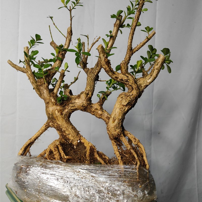 阳台黄杨盆景漂亮造型黄杨老桩黄杨树桩老桩盆载瓜子黄杨盆景