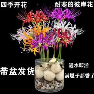 彼岸花耐寒水养植物客厅绿植进口曼珠沙华四季 常青除甲醛 买就送