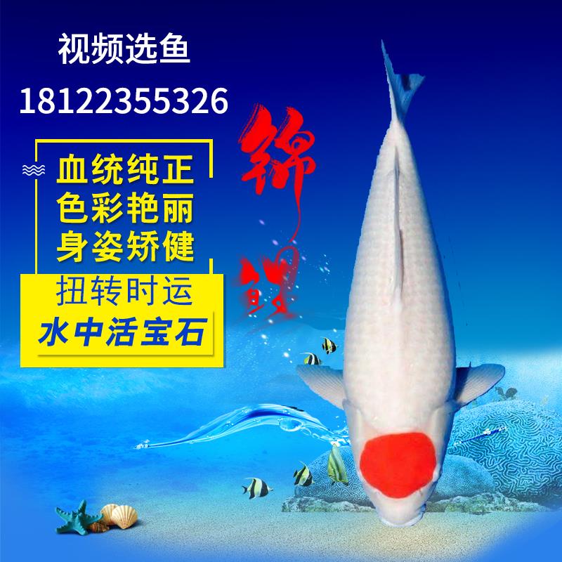速发精品日本纯种锦鲤丹顶三色五色孔雀鸿运当头鱼苗 观赏鱼活体图片