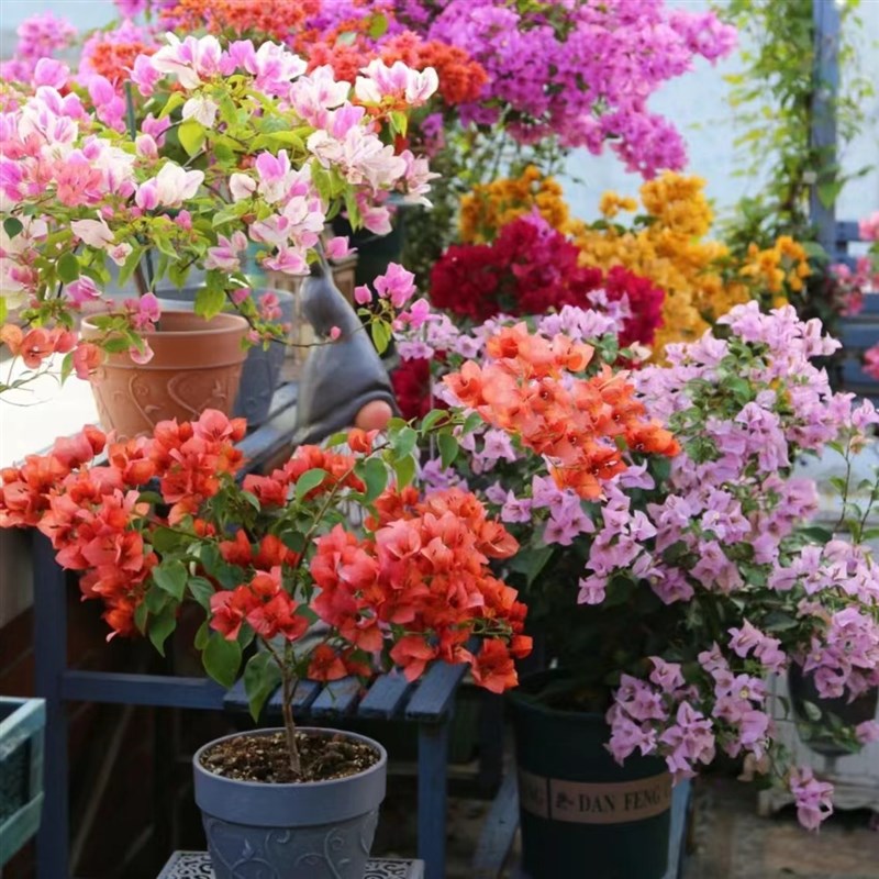 卡亚塔三角梅原生苗苏瓦娜不甜西瓜四季开花阳台爬藤垂丝稀有品种