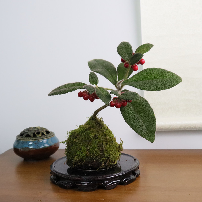 菩提树盆景禅意盆栽盆景好养室内书房办公室内绿植茶桌盆栽新中式
