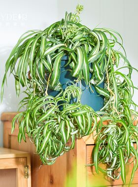海蒂的花园卷叶吊兰草本植物卷边兰草阳台室内创意观叶绿植盆栽苗