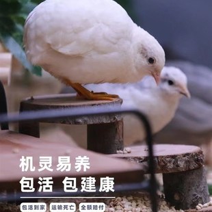 网红宠物鸡40 包邮 60天q青年鸡活物观赏鸡活体全色系迷你宠物顺丰