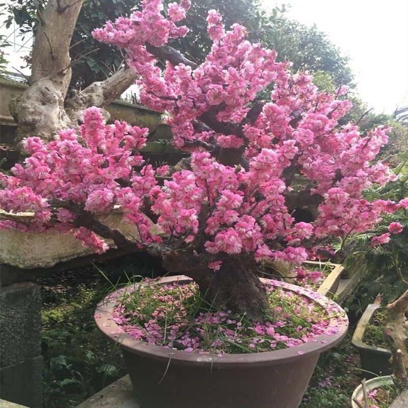 带花苞发货)梅花树苗梅花盆栽红梅盆景乌梅绿梅腊梅花卉绿植盆栽