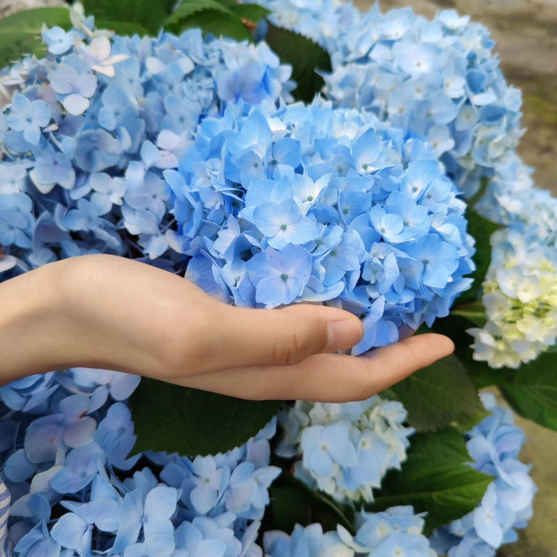 大花绣球花无尽夏带花苞佳澄加仑盆栽绿植老桩耐寒好养活室内阳台