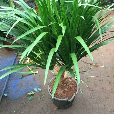 大型绿植龙须树多头龙血树龙铁树室内客厅盆栽花卉植物办公室盆景