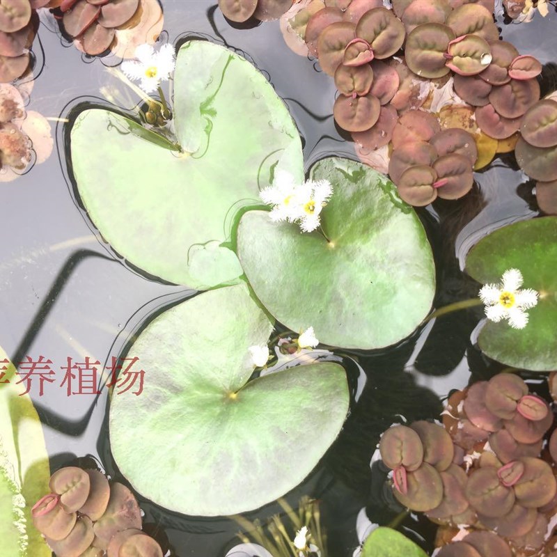 超好养水生植物i 心形一叶莲、龙骨瓣一叶莲(荇菜)大降价