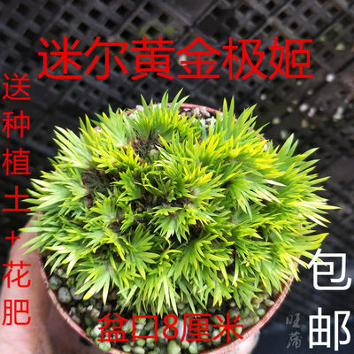 推荐菖蒲草微型盆景金钱黄金极姬贵船苔天鹅绒蝉小川龙根水培植物