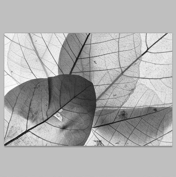 摄影黑白叶脉 树叶纹路装饰画 大幅面无框画 西餐厅咖啡馆背景画