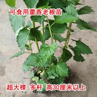 藿香种苗大叶薄荷藿香广藿香树苗阳台绿植K土藿香盆栽薄荷苗包成