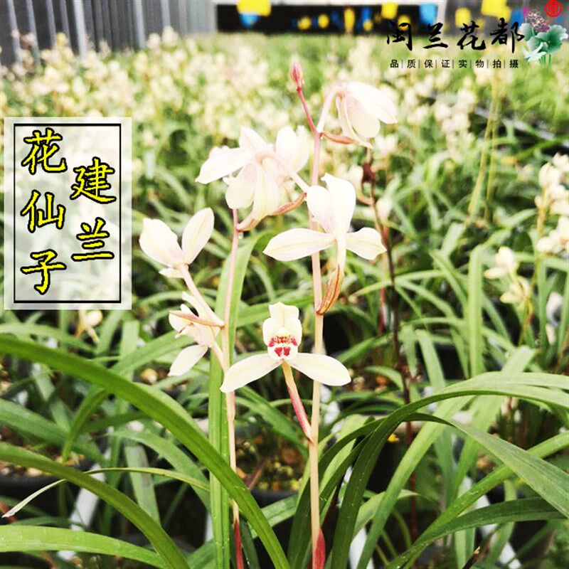 兰花苗建兰四季兰原生老种 w花仙子 荷塘仙子夏带花苞可以花卉盆