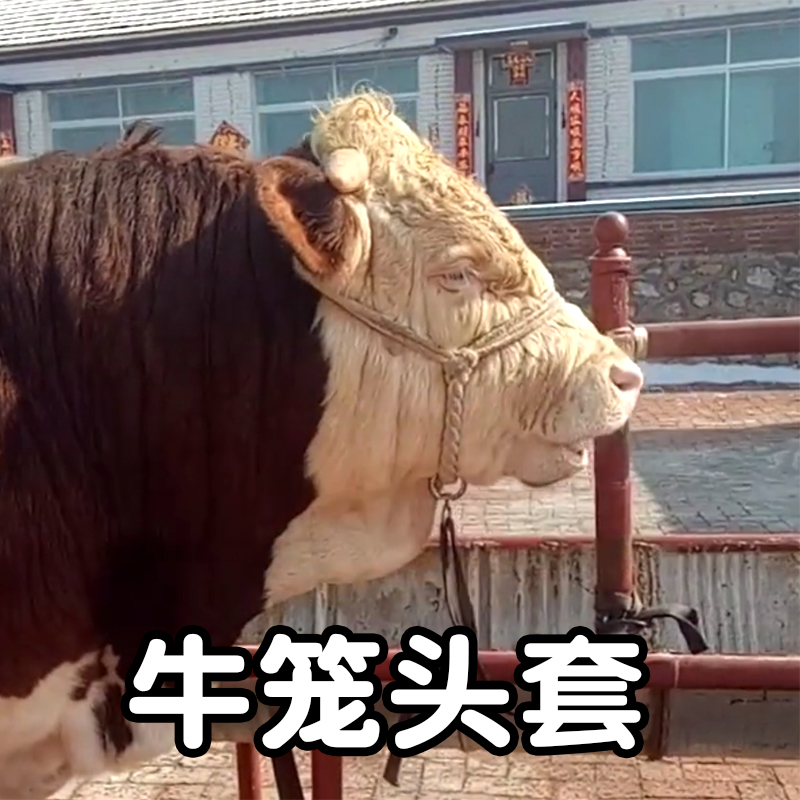 拴牛龙头牛笼头套牵牛绳子栓牛脖套笼套牛绳套牛缰绳养牛场用设备