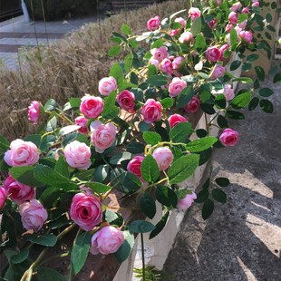 新款 饰空调管道下水管暖气管墙面 仿真玫瑰花藤假花藤条藤蔓吊篮装