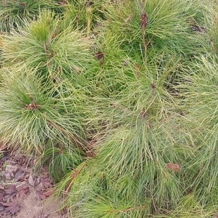 黄山松树苗,培育三年苗,黄山松盆景苗,杯苗,脱杯带土球发货