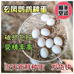 速发鹦鹉蛋受精可孵化玄凤鹦鹉受精蛋种蛋新鲜P受精卵特色鹦鹉丹