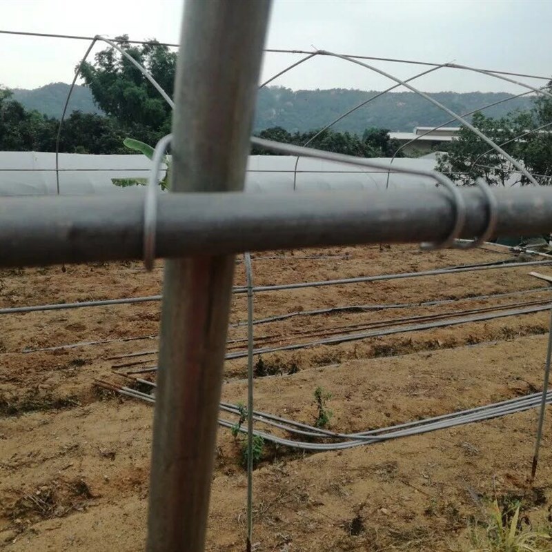 园艺温室大棚配件压顶簧卡簧钢丝夹D 顶弹簧大棚卡子椭圆钢管卡扣