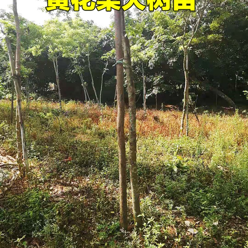 正宗海南黄e花梨树苗降香黄檀树苖名贵苗木庭院南方带土带营养杯