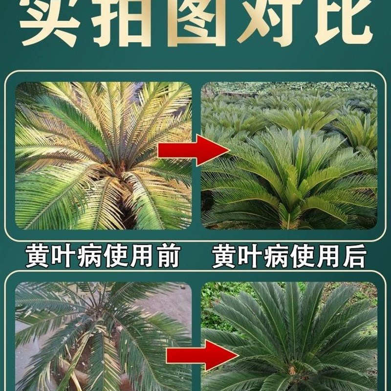 推荐铁树叶子发黄专用土肥料蕨类植物营养液枯树黄叶病复活防烂生