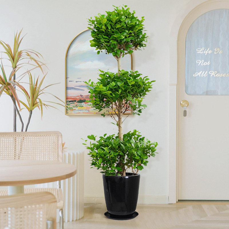 三层造型榕树金钱榕室内客厅观叶大型植物盆栽净化空气吸甲醛绿植