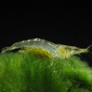 黑壳虾小缸清洁虾乌龟饲料除藻虾观赏虾工具虾草缸水族箱鱼缸 推荐