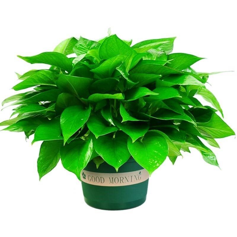 网红大绿萝罗兰禄叶萝盆藤大盆栽发绿绿水培长大花卉植物大批盆栽