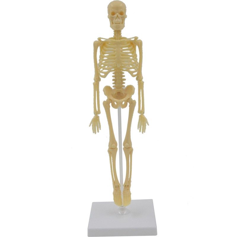 儿童科学实验玩具科技小制作拼装认识人体骨骼模型幼儿园益智DIY,文具电教/文化用品/商务用品,模拟人,淘宝优惠券,粉丝福利购,淘宝优惠卷