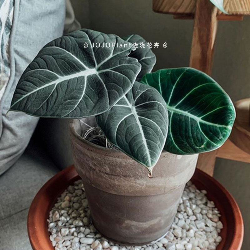 浇浇植物绿天g鹅海芋天鹅绒海芋进口网红室内简约好养热带观叶盆
