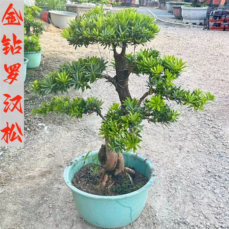 金钻罗汉松盆景老桩雀舌真造型树室内外花园庭院别墅玄关绿植大树