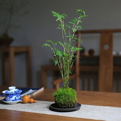 苔藓球植物米竹红观音p竹金明竹水培盆景客厅室内桌面观赏竹子盆