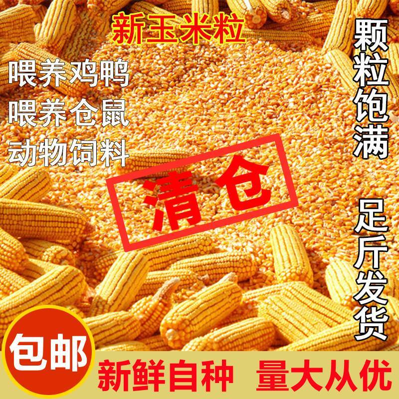 碎玉米粒喂鸡鸭猪吃的饲料100斤包邮50斤鸽粮喂鸽子10斤装干玉米