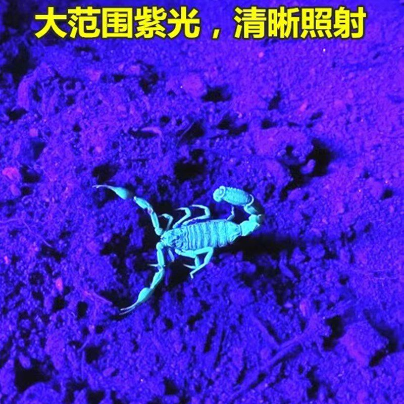 现货蝎子灯养殖专用紫光手电筒蝎子用D豆虫强光充电手提3000米照