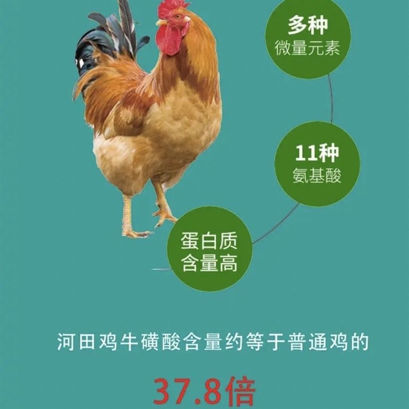 0.8斤左右河田l鸡长汀福建半斤一斤二斤幼苗小鸡脱温鸡小鸡仔宠物