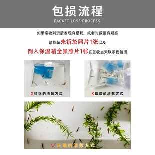 速发彩色观赏虾活体黑壳除藻虾工具虾集火虾宠物虾套餐樱花虾活体