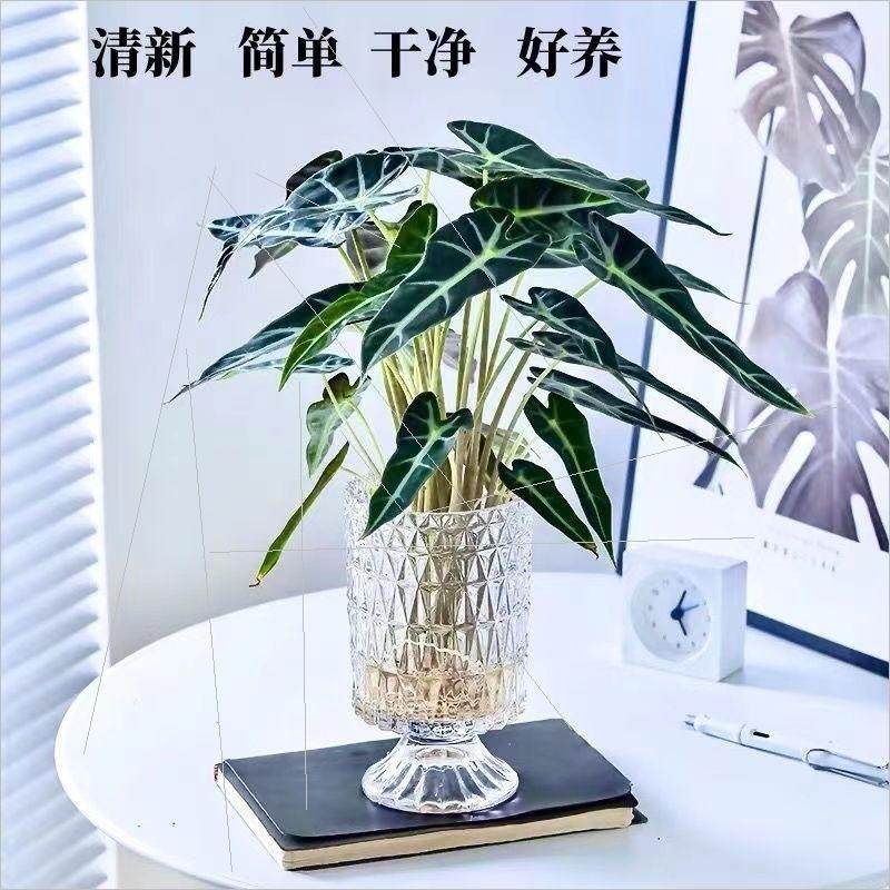 速发好养水培小仙女绿植办公室桌面植物黑叶竹芋耐阴盆栽室内净化