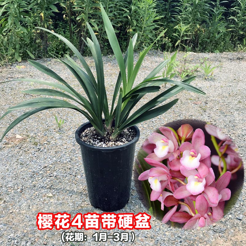 大花蕙卉蜜蜂兰兰花樱花神童冠四季兰墨兰阳台绿Y植甲兰吸花