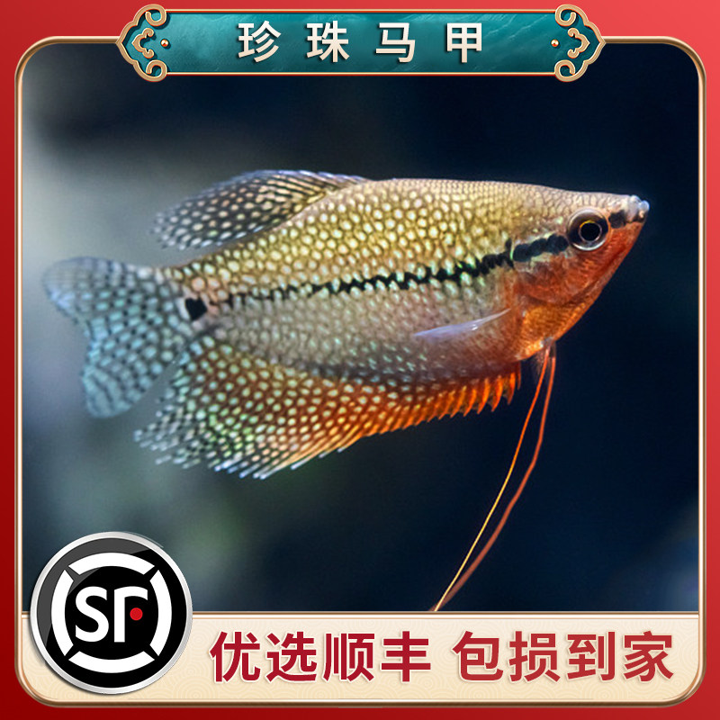 速发珍珠马甲鱼热带观赏鱼小型草缸群游鱼淡水鱼混养好养耐活宠物