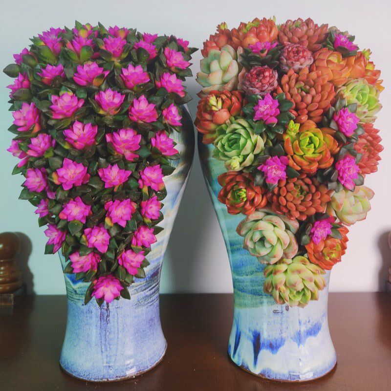 2024组合多肉盆栽植物新品热销耐旱悬崖瀑布盆栽成品(含盆带花)