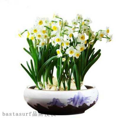 极速Narcissus foreign Narcissus seed ball Zhangzhou flower w