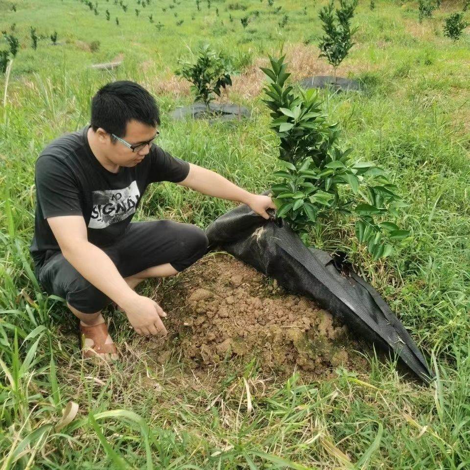 推荐【送地钉】切片防草布打孔防草布园艺地布单张裁片果树园除草