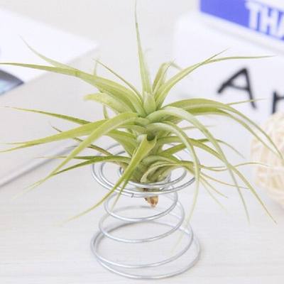 速发2022 Hot Sell Metal Spring Air Plant Holder Hanging Rack