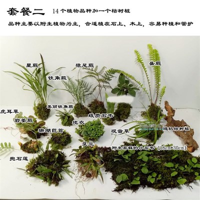 造景用植物热带雨林生态缸微景观室内景观素材套餐组合