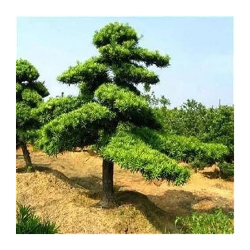 迎客松盆景真树树苗庭院大型高档迎松客客厅玄关罗汉松苗造型景厂