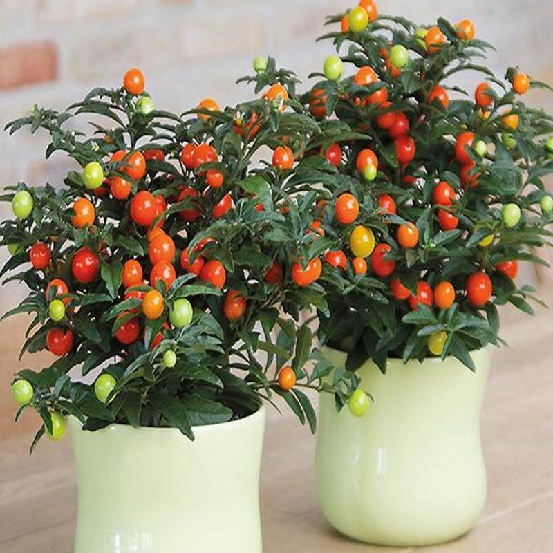 耐寒耐热多年生冬珊p瑚吉庆果红珊瑚豆看樱桃四季果野海椒盆栽