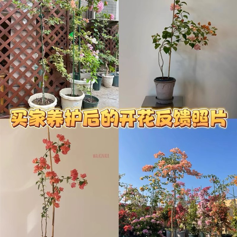 高飘枝马斯三角梅绿樱漳红樱卡亚塔四季开花盆栽R阳台庭院露台花