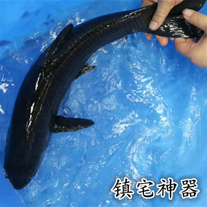 速发黑鲩鱼苗 青鱼苗 螺蛳青 黑草鱼 大型冷水鱼 品种纯正 螺丝克