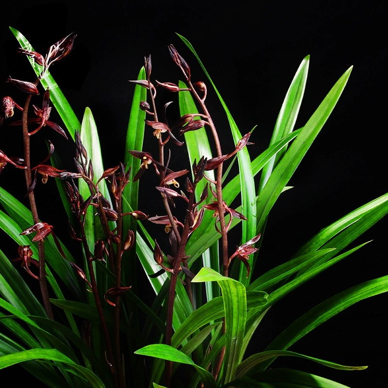 翁源兰花企黑金边墨兰带花苞浓香客厅摆件年宵花办公室内绿植盆栽