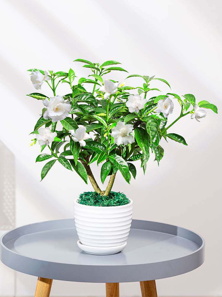 丁香花盆栽花卉室内花绿植阳x台四季常青开花不断芳香花好养活植