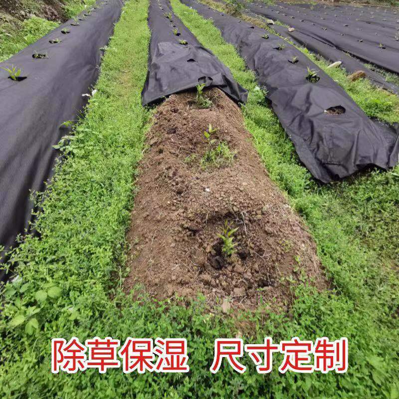 打孔防草布蔬菜药材种植定做透气透水保湿农用除草地布可降解地膜